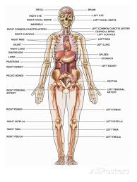 Important organs in the body are on your left side. Pin On Learn Anatomy Human