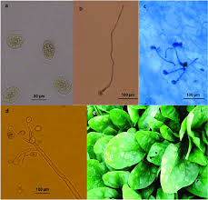 Image result for peronospora grapevine