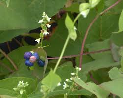 Various shrubs or bushy plants also have white flowers and black berries. Triangle Vine Weed With Cool Blue Berries