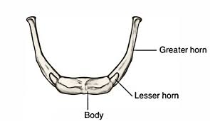 Image result for Hyoid Bone