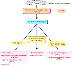 Lors d'un traumatisme crânien, il est important de surveiller attentivement les symptômes pour déceler les éventuelles lésions au cerveau. Anti Inflammatoires Non Steroidiens Une Vieille Classe Innovante Pour Le Traitement Du Traumatisme Cranien Semantic Scholar