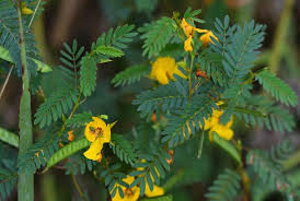Image result for Chamaecrista paralias