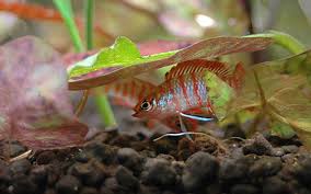(熱帯魚)スカーレットジェム（約1.5cm）（4匹）【水槽/熱帯魚/観賞魚/飼育】【生体】【通販/販売】【アクアリウム/あくありうむ】 1,650 円 +送料840円 16ポイント(1倍) ã‚¹ã‚«ãƒ¼ãƒ¬ãƒƒãƒˆã‚¸ã‚§ãƒ ã®ç‰¹å¾´ã¨é£¼ã„æ–¹ ã‚¢ã‚¯ã‚¢ãƒªã‚¦ãƒ è¾žå…¸
