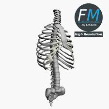 Anatomy Human Spine Torso And Rib Cage