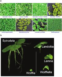 Image result for Wolffiella welwitschii