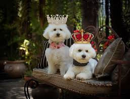 صور حيوانات اليفة Animal Photography Bichon Pets