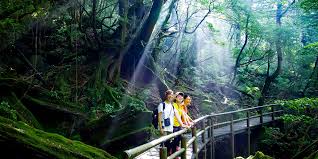屋久島への旅の計画〜目的、旅行時期、旅の準備、お役立ち情報 | 屋久島観光協会