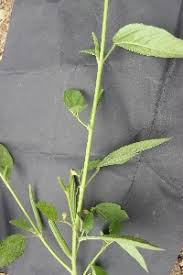 Image result for Corchorus schimperi