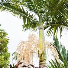 Image result for Archontophoenix alexandrae