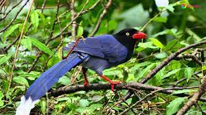 Learn vocabulary, terms and more with flashcards, games and other study tools. å°ç£è—éµ² Urocissa Caerulea Hd Youtube