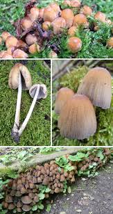 Image result for Coprinus micaceus