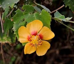 Image result for Abutilon hirtum
