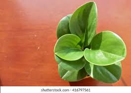 Image result for Justicia incana