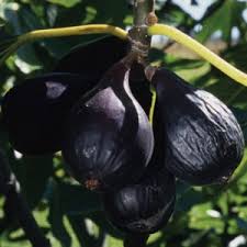 The violette de bordeaux fig (ficus carica 'violette de bordeaux') is a small fig cultivar that can produce two harvests of sweet, dark figs each year with proper care. Fig Tree Violette De Bordeaux Restoring Eden