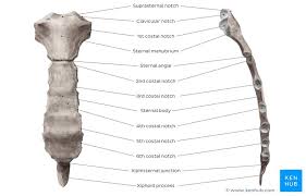 Splenic trauma is physical injury to the spleen, the lymphatic organ located in the upper left side of the abdomen just under the rib cage. Thoracic Cage Anatomy And Clinical Notes Kenhub