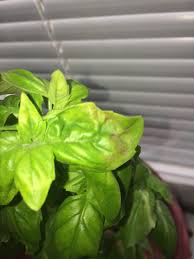 Do you also have one or more of these questions or problems? My Two Basil Plants Have Started To Get Brown Spots Anybody That Knows What It Is Hydro