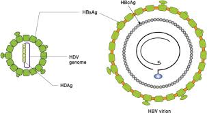 Хронический гепатит в и d. Hepatitis Delta Virus An Overview Sciencedirect Topics