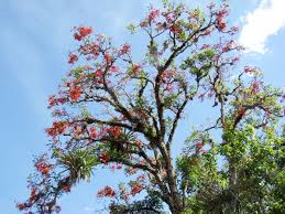 Image result for Erythrina falcata