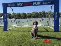 FIFA Fan Festival™ Dog Days