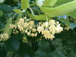 .un albero della famiglia delle palmae, come la palma di san pietro martire, maestosa e decorativa, oppure il citrus bigaradia o arancio selvatico, piuttosto basso con fiori profumatissimi. Formulirovka Pogreshno Razbiram Nashata Kompaniya Alberi Fioriti Da Giardino Amazon Staria Dobrich Com