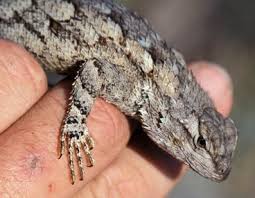 Find the perfect desert lizard stock photos and editorial news pictures from getty images. Lizards Saguaro National Park U S National Park Service