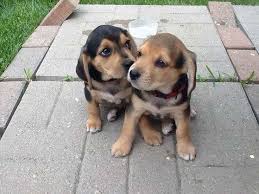 Wisconsin puppy patch is a wisconsin state licensed breeder with small breed puppies for adoption. Beagle Lab Mix Puppies For Adoption Petsidi