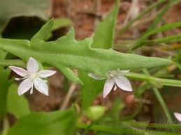 Image result for Oxygonum