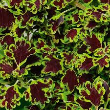 Image result for Coleus betonicifolius
