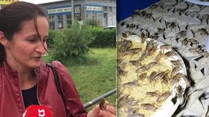 Eetgo.cz = eet zdarma a online kobylky jsou u nás zastoupeny v docela velkém množství, docela dobře se maskují a tak je většinou najdu podle cvrkotu kobylka zelená (tettigonia viridissima) je běžný druh kobylky.většinou obývá stromy a keře. Hmyz V Byte Svetlo Laka Brouky Hnijici Odpadky Mouchy Co Vam Hrozi Blesk Cz