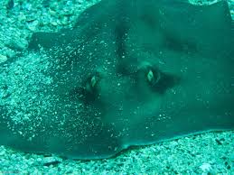 Sting Ray Stingray Underwater Sting