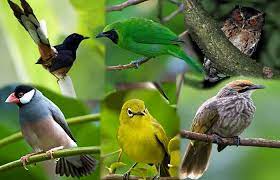 Burung merpati hias juga merupakan salah satu produk dari ternak kami. Daftar Harga Burung Kicauan Dan Burung Hias 2021 Terbaru Duniakicau Net
