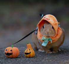 Halloween Cute Animals Pet Bunny Cute Baby Animals
