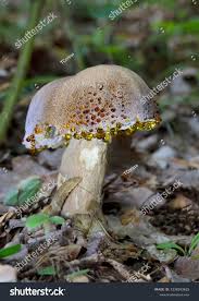 Image result for Boletus sp.