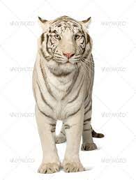 White Tiger 3 Years White Tiger Tiger Advanced Graphics