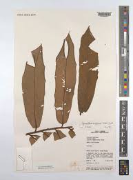 Image result for Pycnanthus