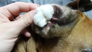 While being clean is not the strongest suit of most canines, hygiene still plays a very. How To Make Homemade Dog Ear Cleaner 6 Natural And Simple Recipes