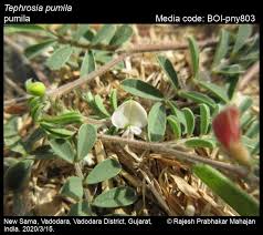 Image result for Tephrosia burchellii