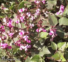 Image result for Lablab purpureus