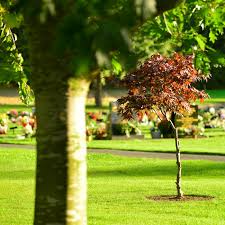 Check spelling or type a new query. Interment Of Ashes Dignity Funerals