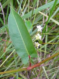 Image result for Persicaria strigosa