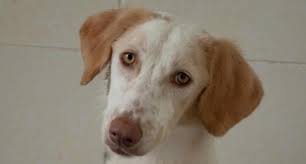 Check spelling or type a new query. K9 Friends Meet 29 Dogs And Puppies Waiting For A Forever Home