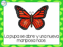 Pin En Primaria