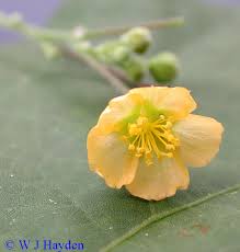 Image result for Wissadula