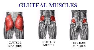 Your gluteal muscles, which include your gluteus maximus, gluteus minimus and gluteus medius, are powerful muscles that are responsible for both the movement of your hips and legs. Leg And Glute Muscles Bodybuilding Wizard