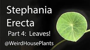 Maybe you would like to learn more about one of these? Stephania Erecta Plant Care 3 Flowers Youtube