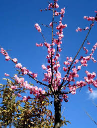 Trova immagini stock hd a tema albero di fiori rosa isolato su e milioni di altre foto, illustrazioni e contenuti vettoriali stock royalty free nella vasta raccolta di shutterstock. Alberi A Fiori Rosa Prunus Mume Likesx Com Annunci Gratuiti Case