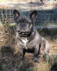 The puppies were born on may 26th, 2021 and. French Bulldogs Inc Aarnbulldogs Twitter