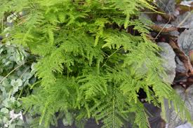 Image result for Asparagus setaceus