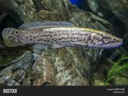 S'il s'agit de votre première connexion à amia pour cette année scolaire, votre mot de passe est votre date de naissance sous forme jj/mm/aaaa. Bowfin Amia Calva Image Photo Free Trial Bigstock