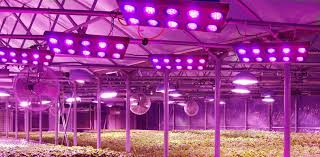 We did not find results for: Guide To Use Led Grow Lights For Indoor Gardening Bioenergy Consult